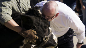 Mr. Glenn Lipman, kissing a cow as part of the Cam high marching band fundraiser