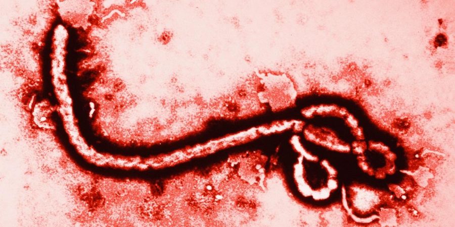 Ebola is spread through direct contact with blood and body fluids of a person infected by and already showing symptoms of Ebola. Ebola is not spread through the air, water, food, or mosquitoes.