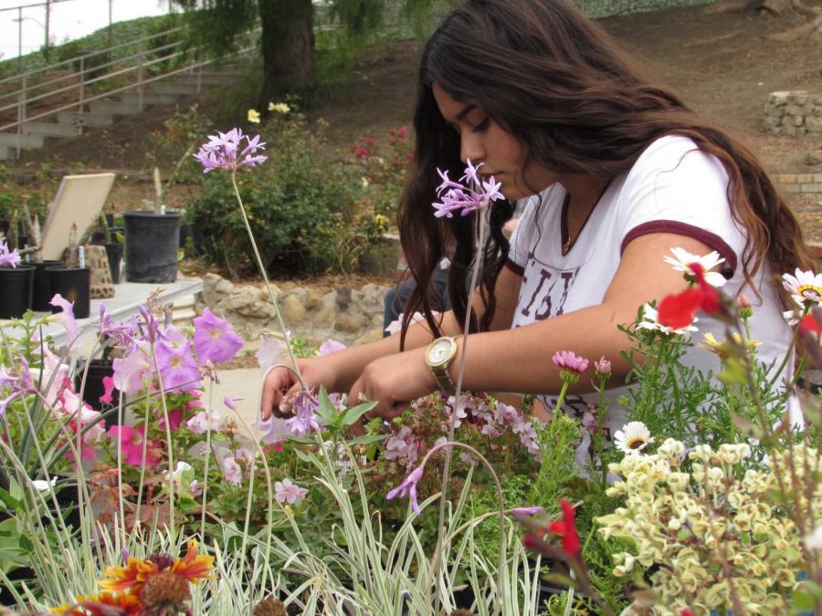 Lupita Ware helps cut  flowers to sell to the Cam High staff during fourth period. Cam High is one of four high schools in the county, the others being Fillmore High School, Santa Paula Union High School, and Ventura High School, to offer an agriculture program.