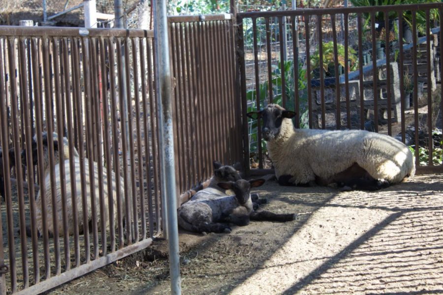 One+of+Cam+Highs+newborn+lambs+resting+in+the+shade+near+its+mother.