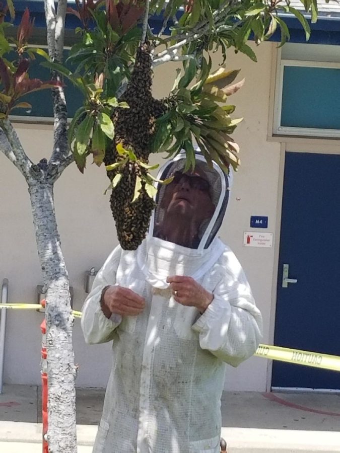 Bill Weinerth examines the bee hive prior to removing it from Cam Highs campus. 
Photo courtesy of Karen Chadwick
