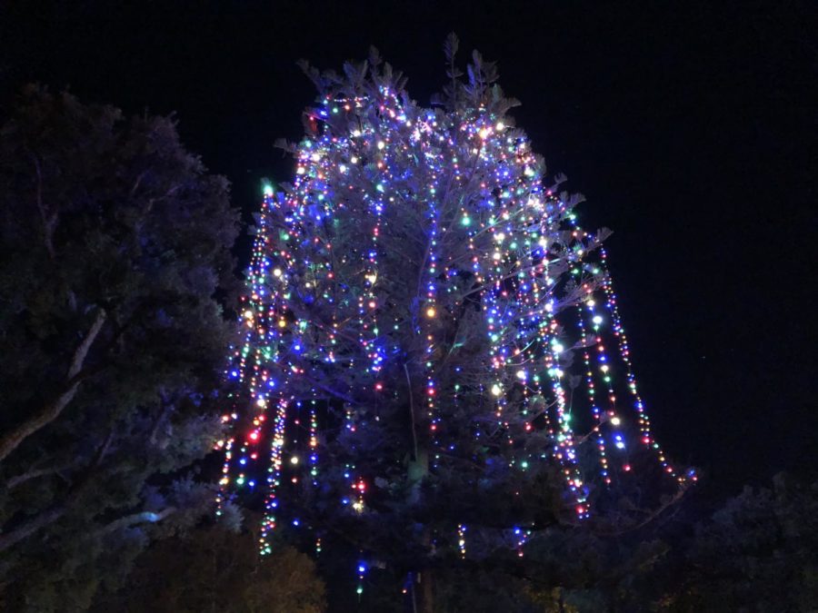 The Camarillo Christmas Tree Lighting in Dizdar Park on Friday, Dec. 7.