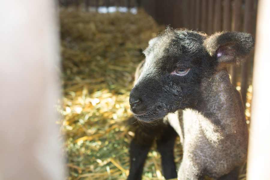 One of seven lambs recently birthed at Cam High. These lambs are being raised by Cam High's AG program.