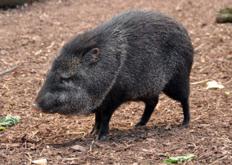 The collared pecary is among one of the species that could be put in danger by the construction of the new border wall.