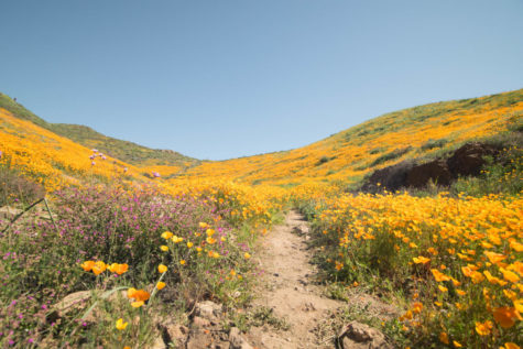 The 2017 Super Bloom in California has returned in places like Antelope Valley and Walker Canyon, attracting thousands of tourists.