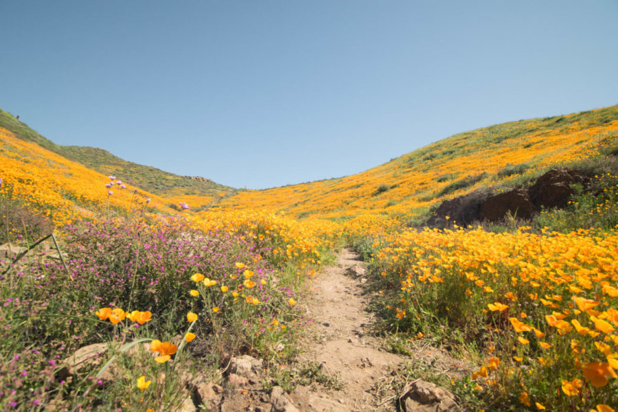 The+2017+Super+Bloom+in+California+has+returned+in+places+like++Antelope+Valley+and+Walker+Canyon%2C+attracting+thousands+of+tourists.