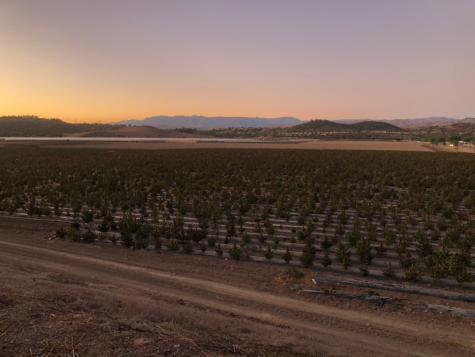 The New Industrial Hemp Fields in Camarillo