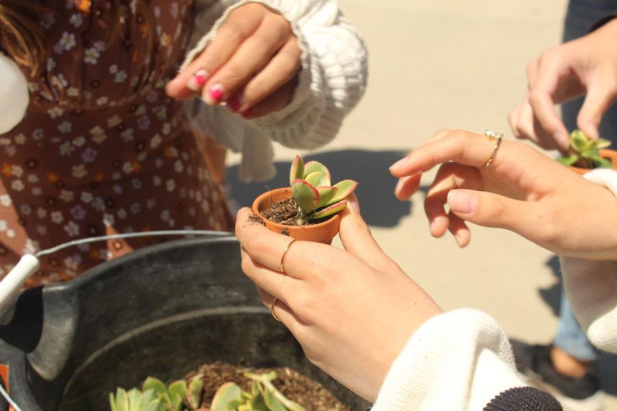 Attendees of the event were encouraged to pot their own succulent, particularly sustainable plants in the dry Southern California environment.